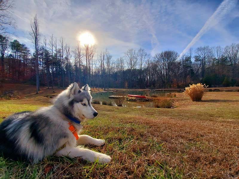 Dog Boarding Fredericksburg, Stafford VA Silverbrook Kennels